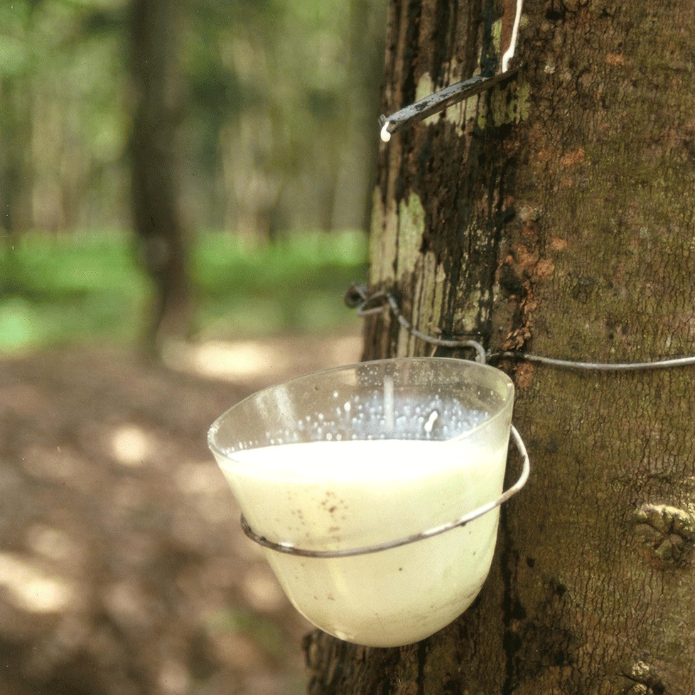 東南アジアのゴム農園で樹液（ラテックス）を採取