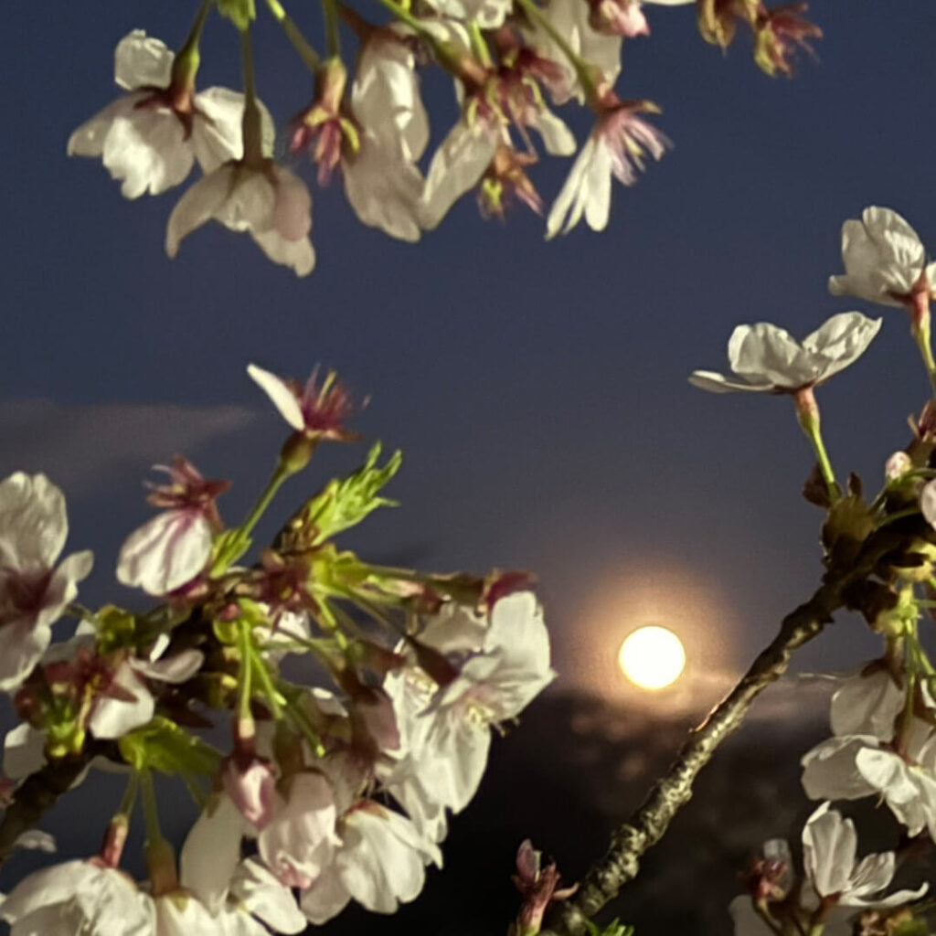 満月と満開の桜