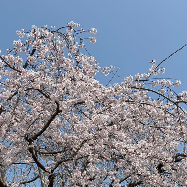 満開の桜